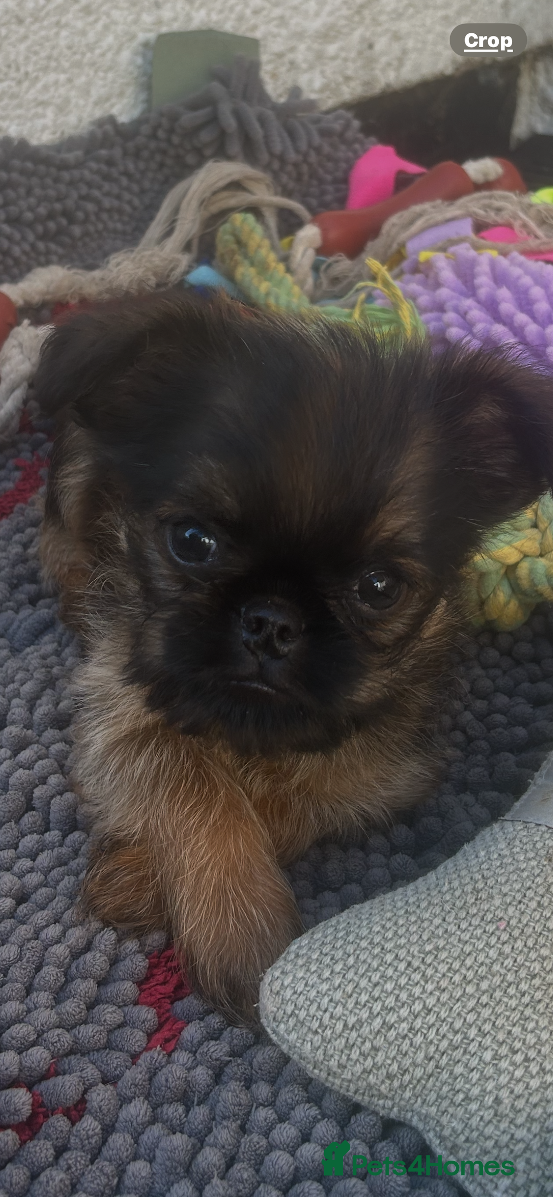 Griffon Bruxellois dogs for sale: Wolfy - Image 16