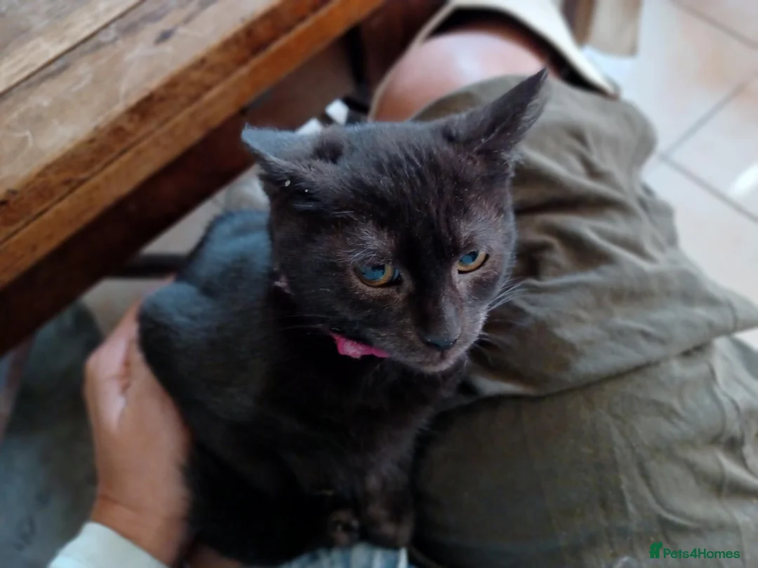 Mixed Breed cats for sale: 2 Black Russian looking a good home - Advert 1