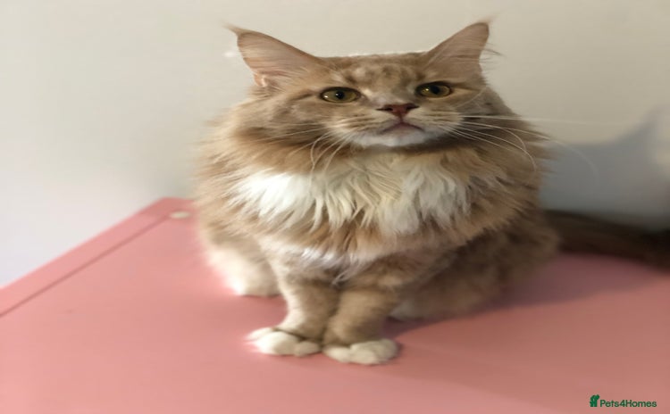 Maine Coon cats - Advert 12