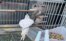 Cockatiels birds for sale: Cockatiel birds - Image 8