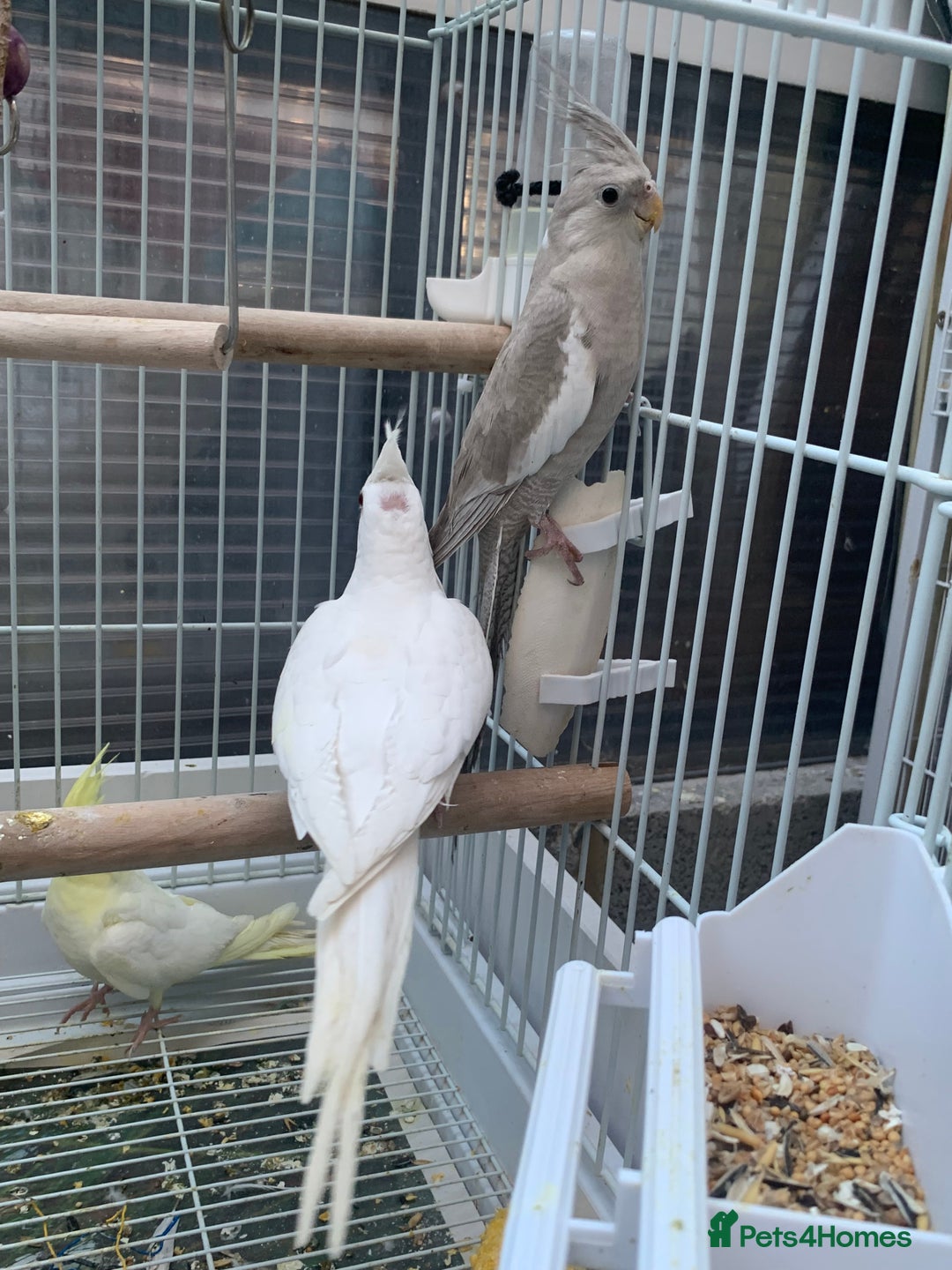Cockatiels birds for sale: Cockatiel birds - Image 8