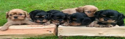 Cavalier King Charles Spaniel dogs for stud: Solid Ruby green doppler  cavalier King Charles  in Stoke-on-Trent - Advert 10