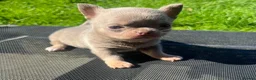 Chihuahua dogs for sale: BEAUTIFUL LILAC AND TAN BOY - Advert 5
