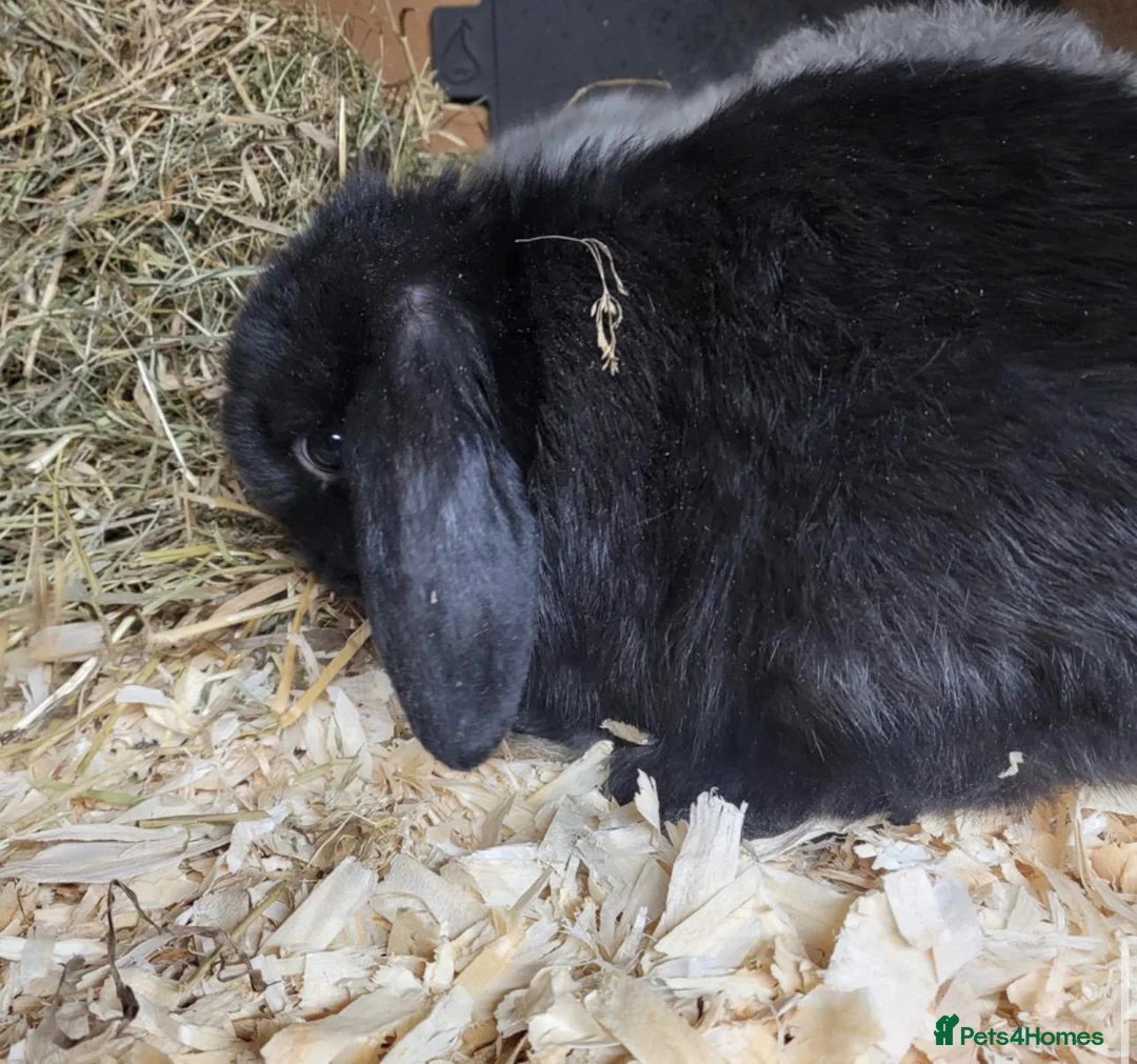 Mini Lop rabbits for sale: Beautiful Black Mini Lop - Advert 2