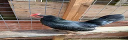 Chickens poultry for sale: 2 Serama hens  - Advert 4