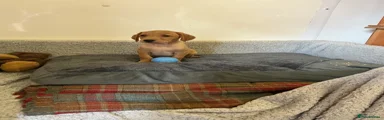 Labrador Retriever 2