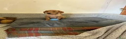 Labrador Retriever dogs for sale: Labrador  in Doncaster - Advert 15