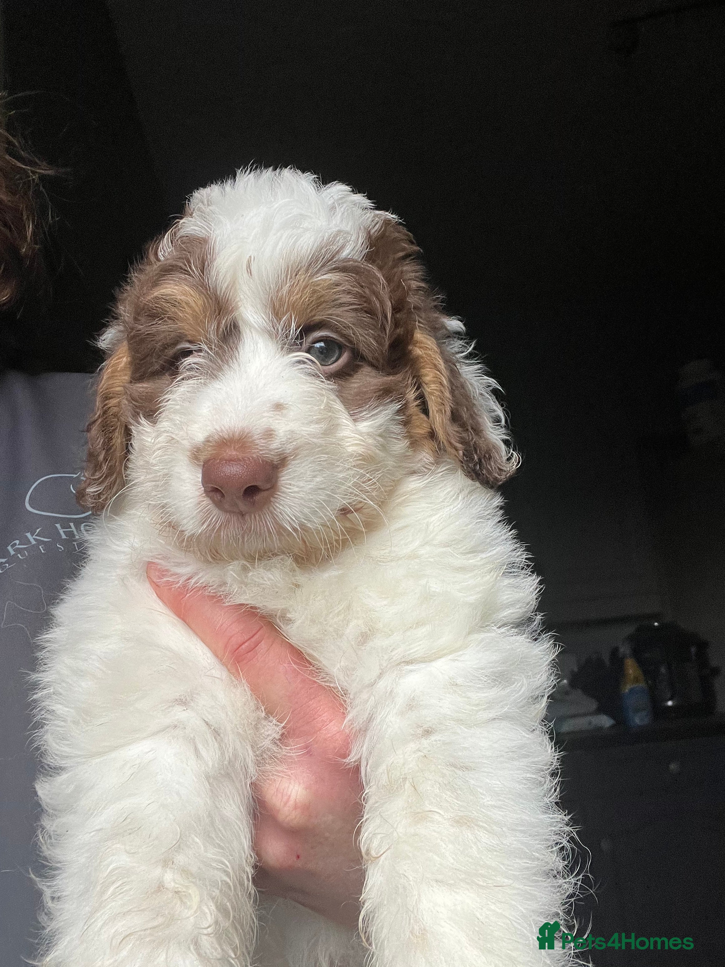 Bordoodle dogs F1 extensive genetic testing/full refund guarantee - Advert 21