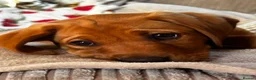 Labrador Retriever dogs for sale: Red fox lab puppy  - Advert 10
