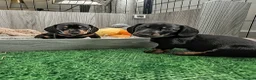 Miniature Dachshund dogs for sale: Male Miniature Dachshund puppies  in Cowdenbeath - Advert 1