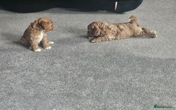 Mixed Breed dogs for sale: Gorgeous puppies for sale - Advert 29