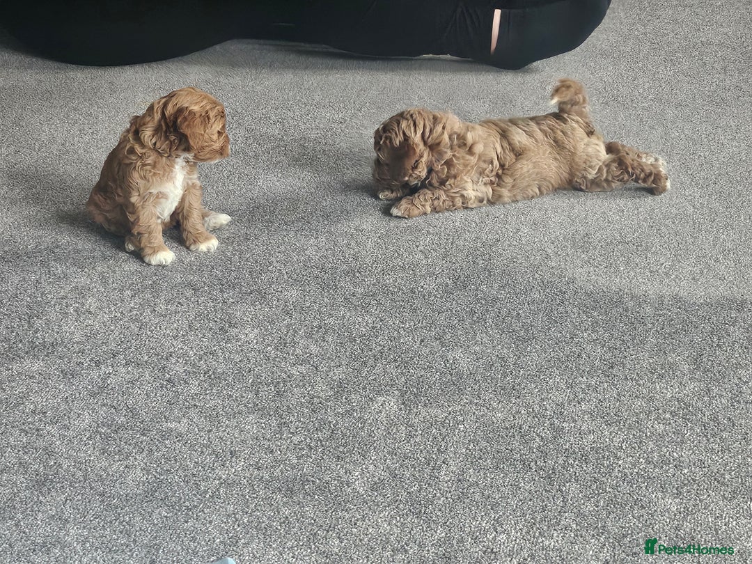 Mixed Breed dogs for sale: Gorgeous puppies for sale - Advert 29