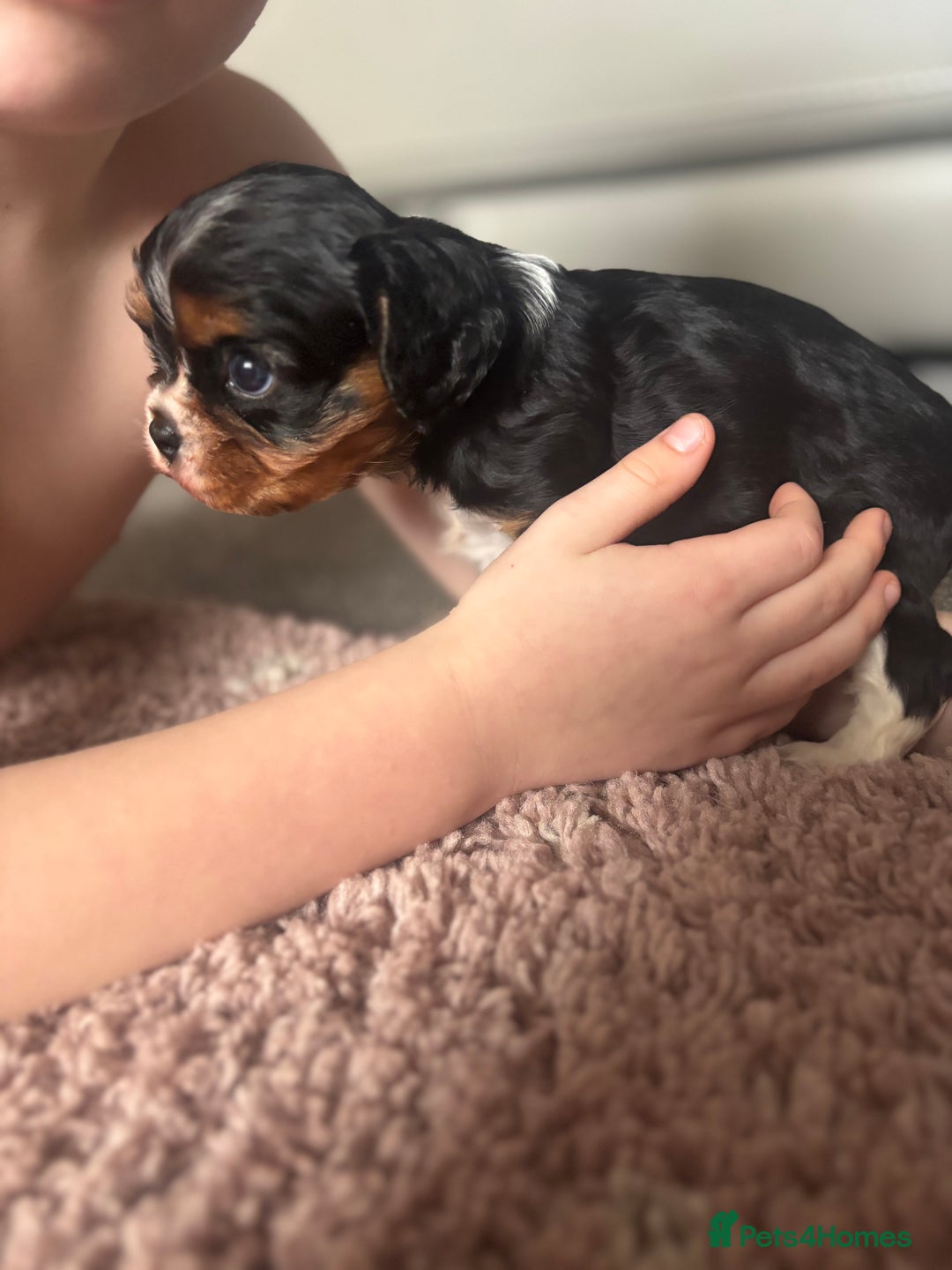 Cavalier King Charles Spaniel dogs for sale: Two beautiful kc boys  - Advert 7