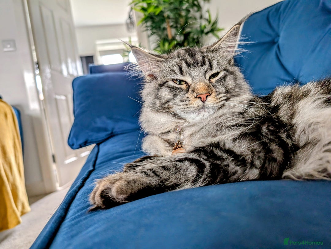 Maine Coon cats for sale: Princess the maine coon - Image 5