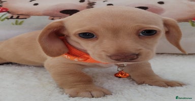 Miniature Dachshund dogs - Advert 7