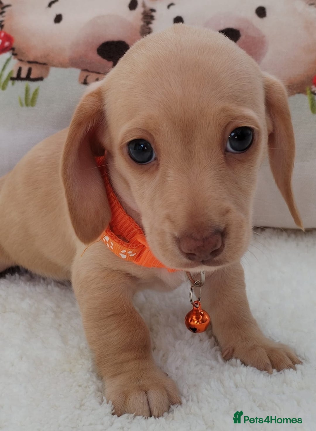 Miniature Dachshund dogs for sale: MINI DACHSHUND CREAM PRA CLEAR - Image 2