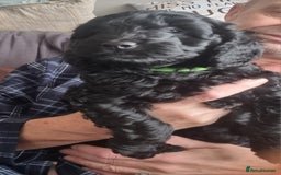 Cockapoo dogs for sale: Miniature chocolate cockapoos.8 weeks old - Image 2