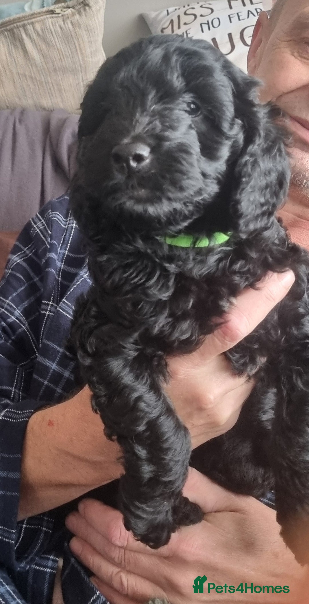 Cockapoo dogs for sale: Miniature chocolate cockapoos.8 weeks old - Image 2
