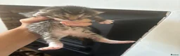Bengal cats for sale: Gorgeous Bengal kittens  - Advert 9