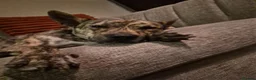 Mixed Breed dogs for sale: Patch - Loving Home Needed in Newcastle - Advert 4