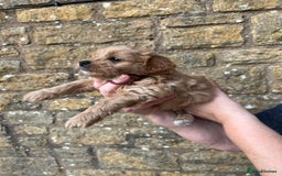 Cavachon dogs for sale: Cavapoochon puppies  - Image 13