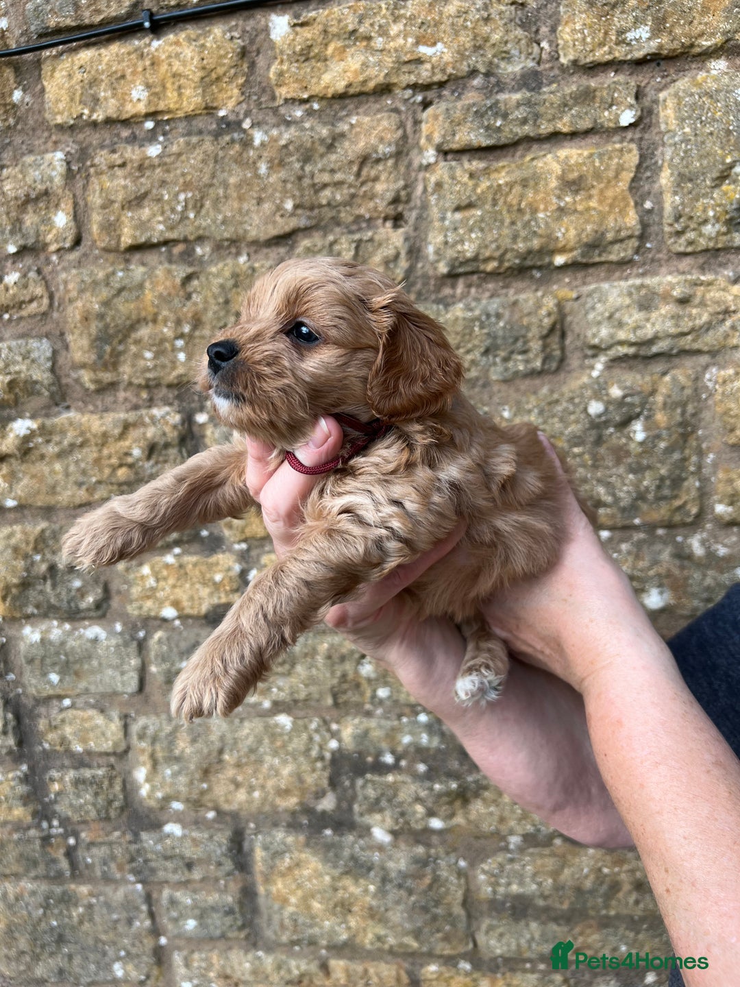 Cavachon dogs for sale: Cavapoochon puppies  - Image 13