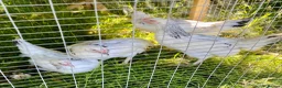 Chickens poultry for sale: Hybrid Hen Chickens For Sale Light Sussex Leghorn in Tonbridge - Advert 10