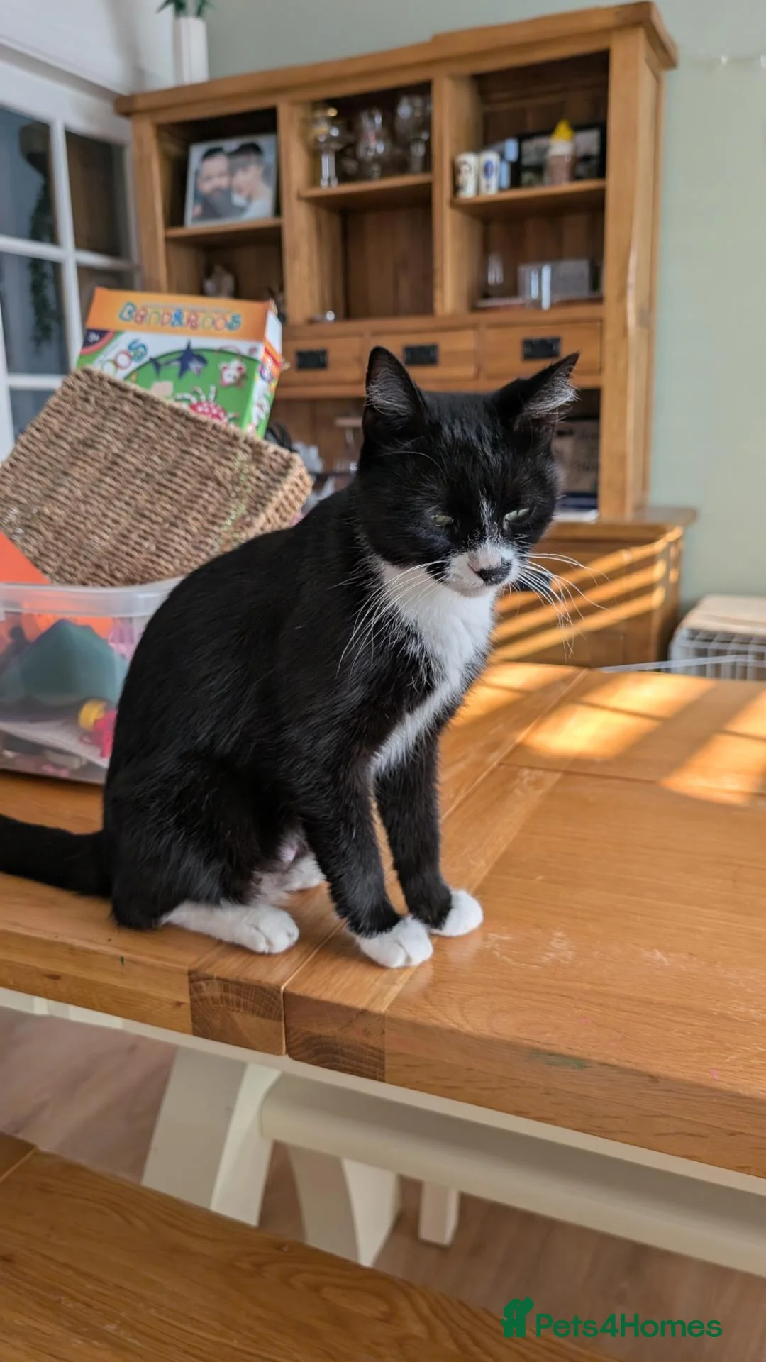 Mixed Breed cats for sale: Tuxedo brother and sister - Advert 2