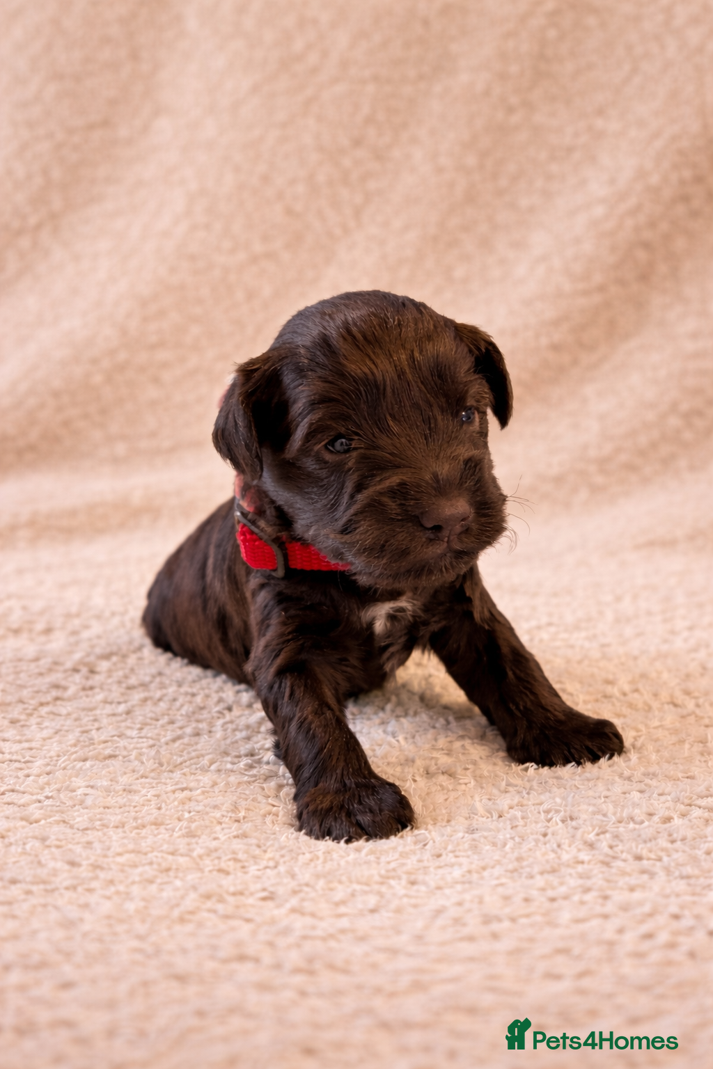 Miniature Schnauzer dogs KC Reg Rare Miniature Schnauzers - Advert 1