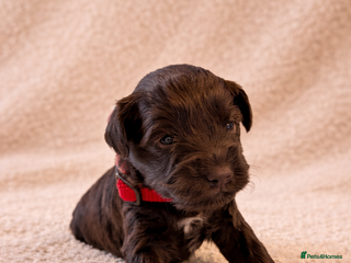 Miniature Schnauzer dogs KC Reg Rare Miniature Schnauzers - Advert 1