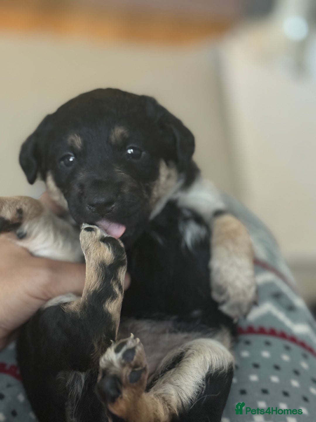 Goldador dogs for sale: Goldador x Labrottie Miniature Puppies for Sale - Advert 11