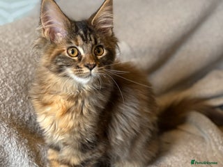 Maine Coon cats Pedigree Maine Coon kittens - Advert 7