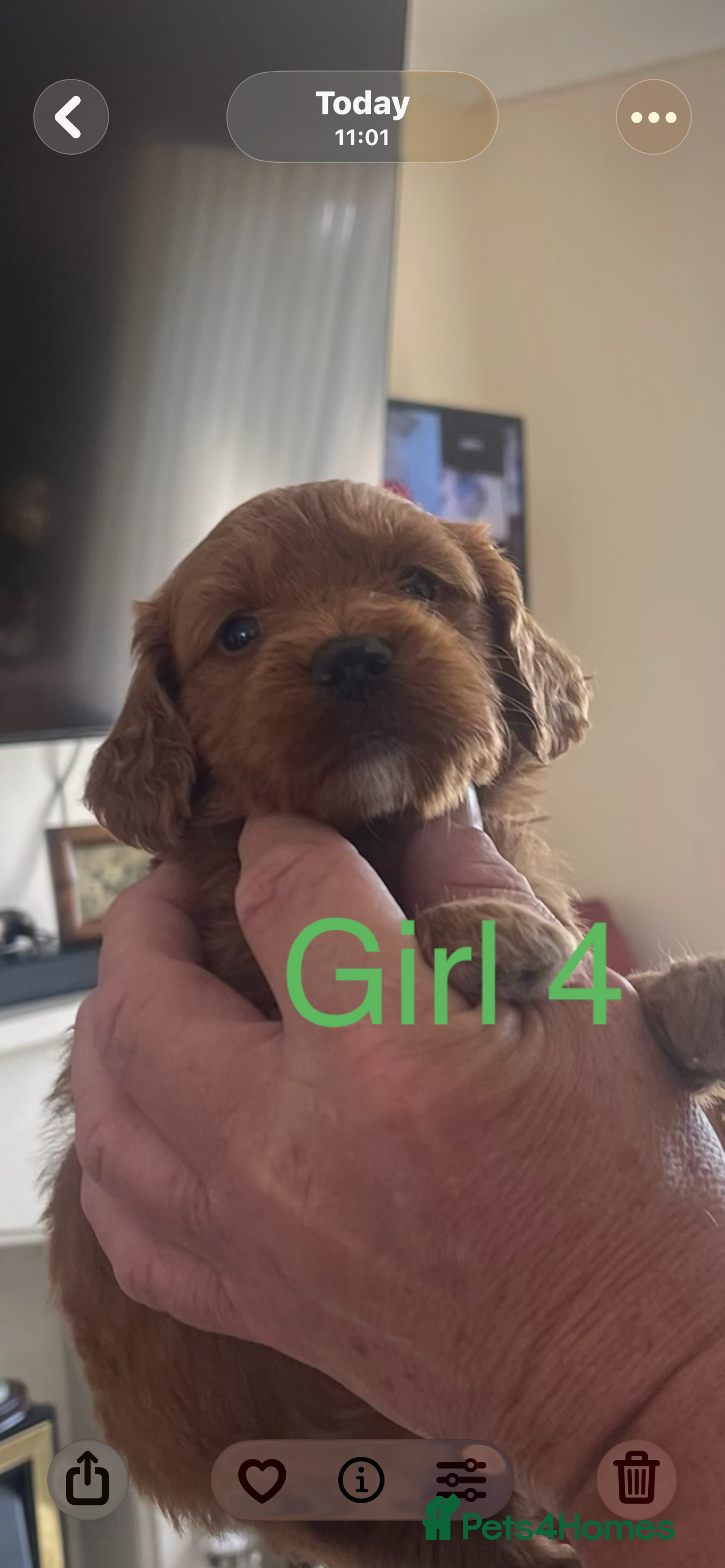 Cockapoo dogs Cockapoo puppies reds boy an girls  - Advert 2