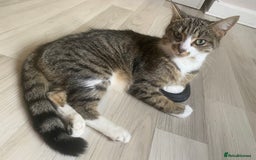 Mixed Breed cats for sale: Rescue female looking for new home  - Advert 1