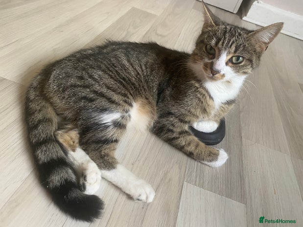 Mixed Breed cats Rescue female looking for new home - Advert 1