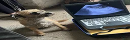 Border Terrier dogs for sale: Stunning border terriers  - Advert 3