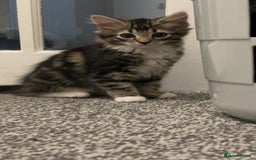 Domestic Shorthair cats for sale: Mixed breed kitten  - Image 1