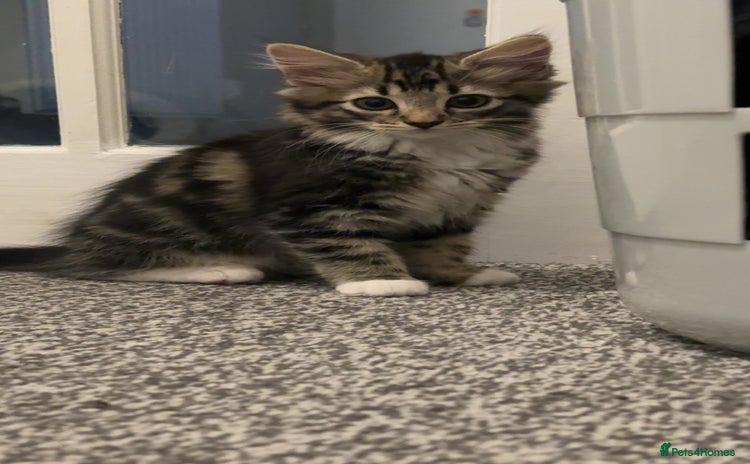 Domestic Shorthair cats - Advert 1