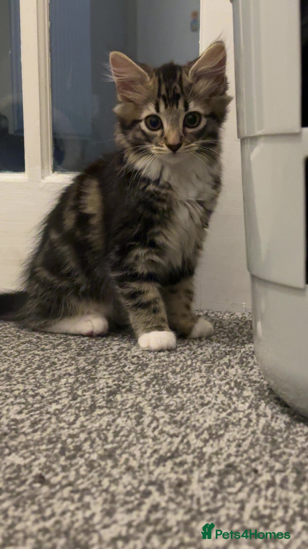 Domestic Shorthair cats for sale: Mixed breed kitten  - Image 1