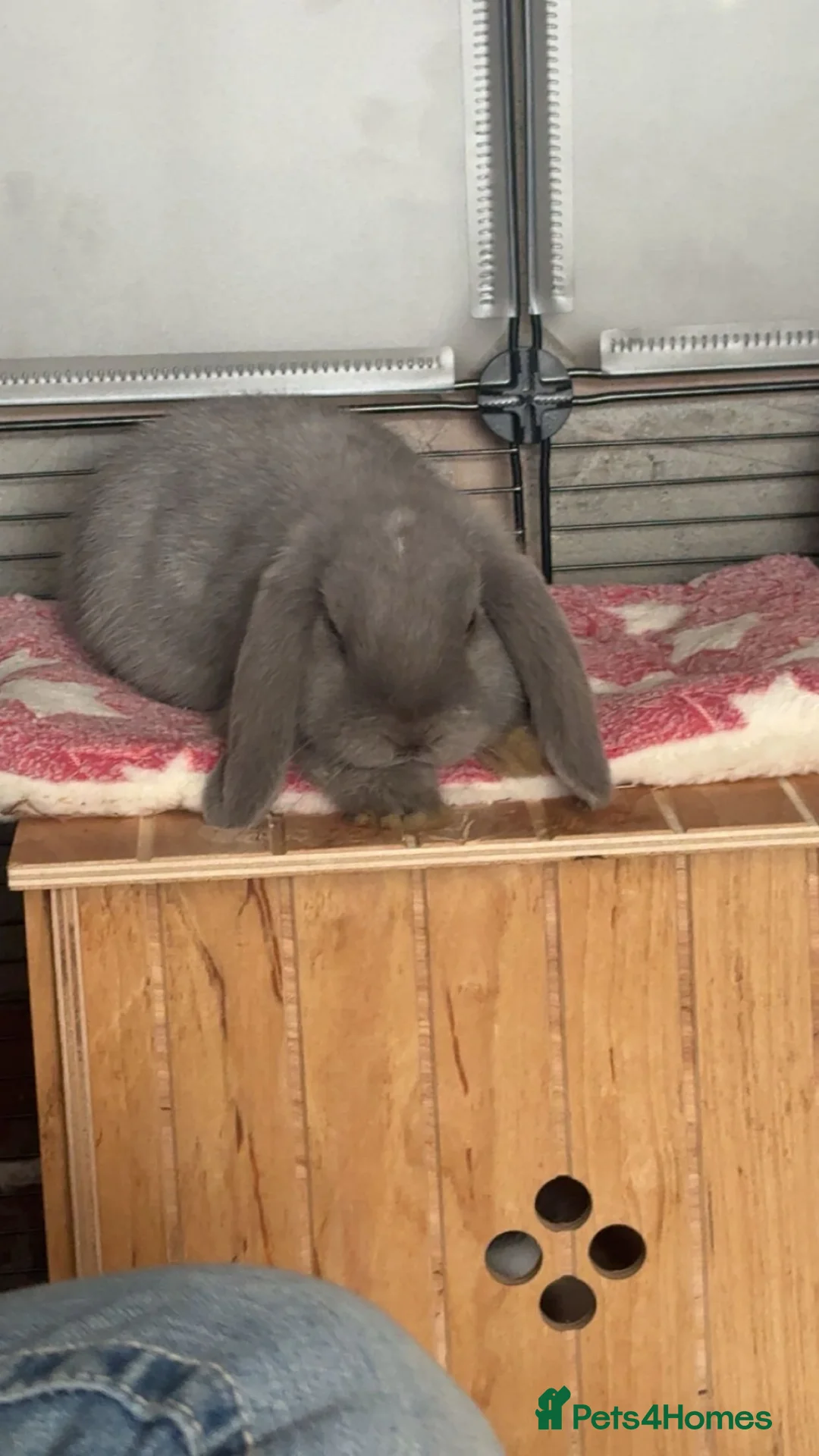 Mini Lop rabbits for sale: Beautiful mini lop boy  - Advert 2