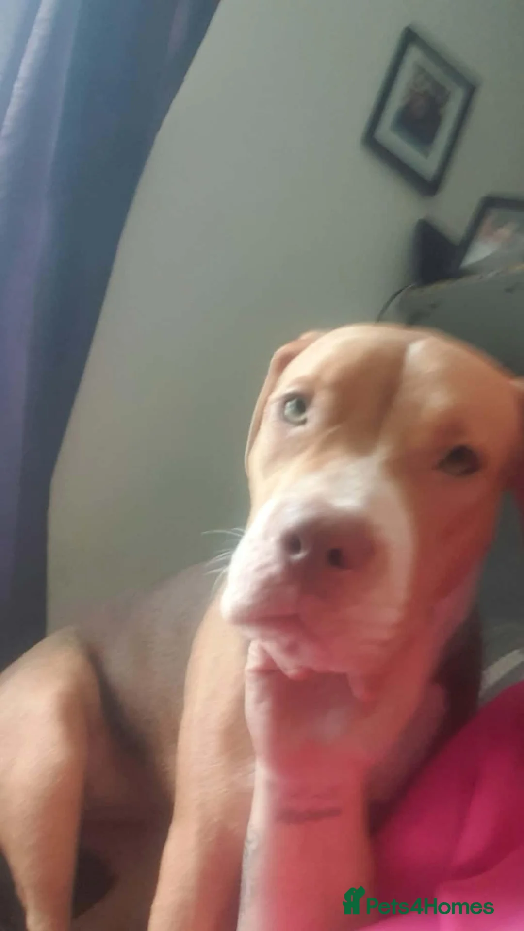 American Bulldog dogs for sale: Female puppy  in Mexborough - Advert 2