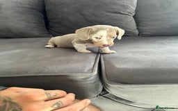 Miniature Dachshund dogs for sale: Beautiful champion miniature dachshunds - Image 6
