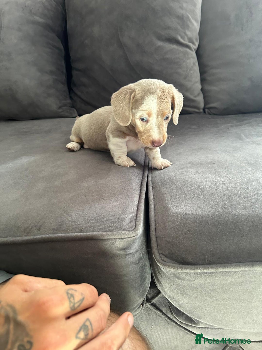Miniature Dachshund dogs for sale: Beautiful champion miniature dachshunds - Image 6