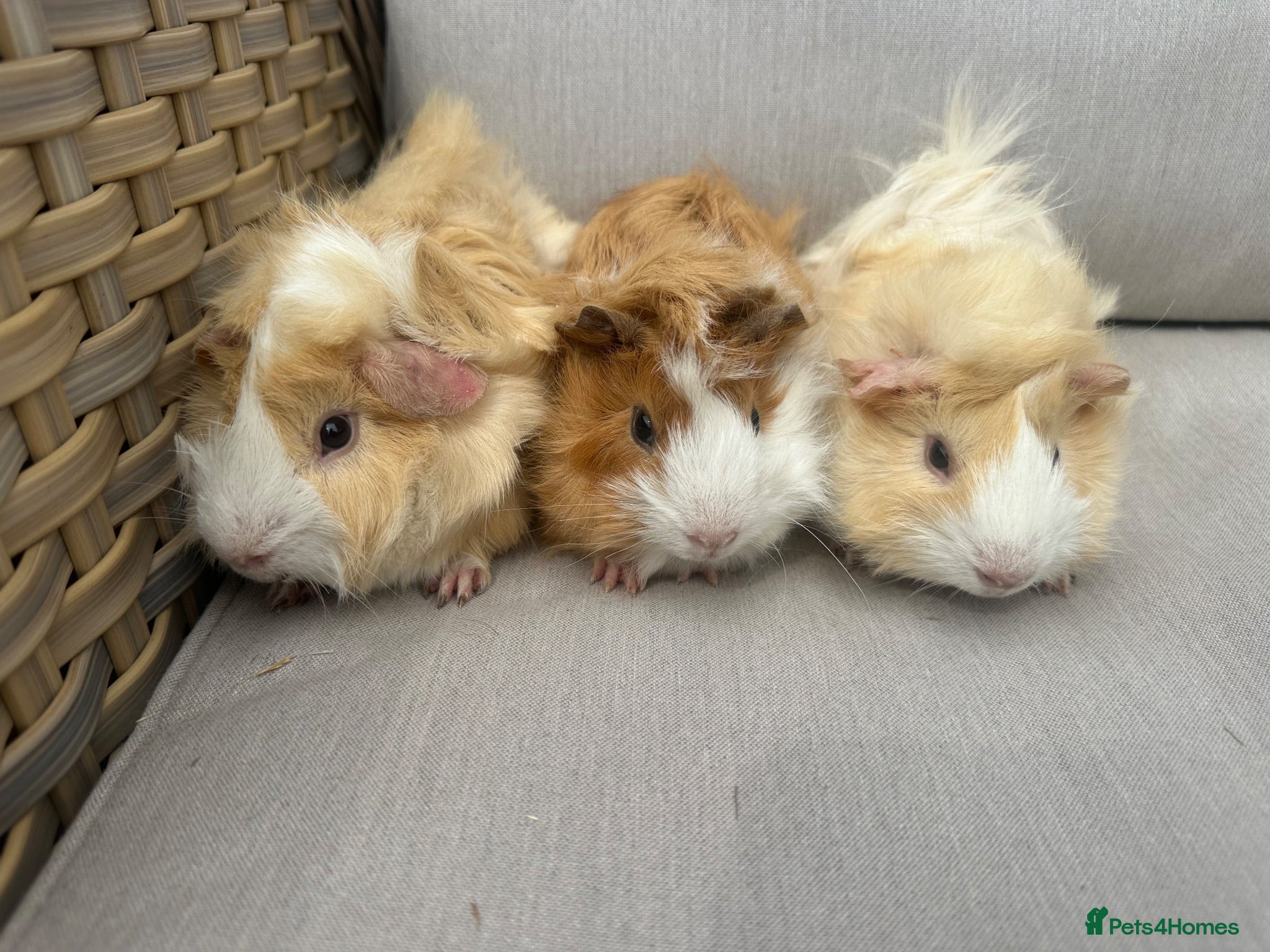 Guinea Pig rodents Very handsome baby funky haired guinea pigs. - Advert 2