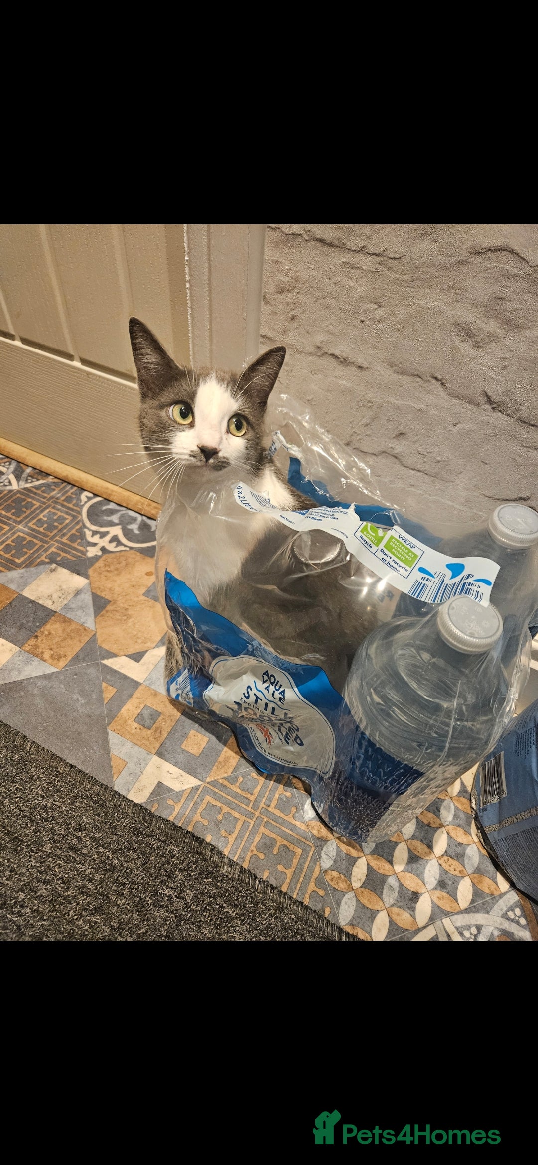 Mixed Breed cats for sale: 2 yr old kitten for sale - Advert 2