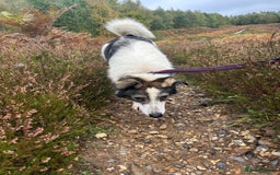Mixed Breed dogs for adoption: Matteo - Norwich Norfolk  - Image 7