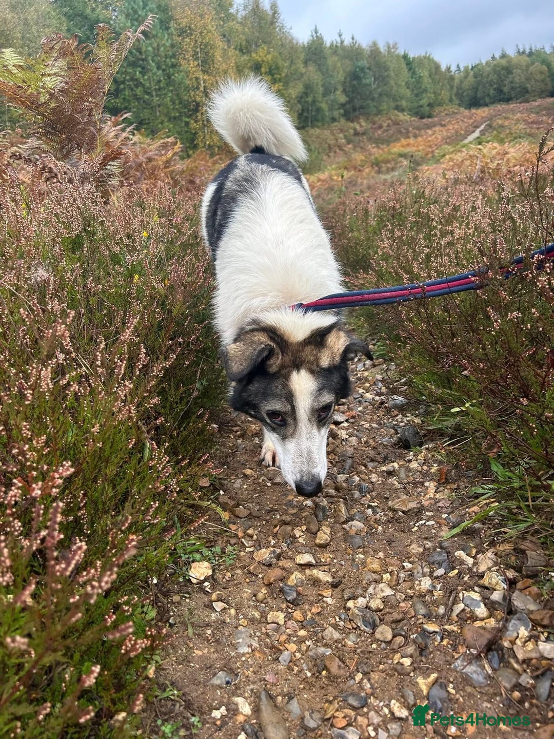 Mixed Breed dogs for adoption: Matteo - Norwich Norfolk  - Image 7