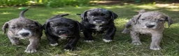 Mixed Breed dogs for sale: Cane Corso-Springer spaniel mix - Advert 1
