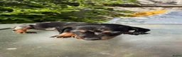 Dachshund dogs for sale: Stunning mini dachshunds  - Advert 12