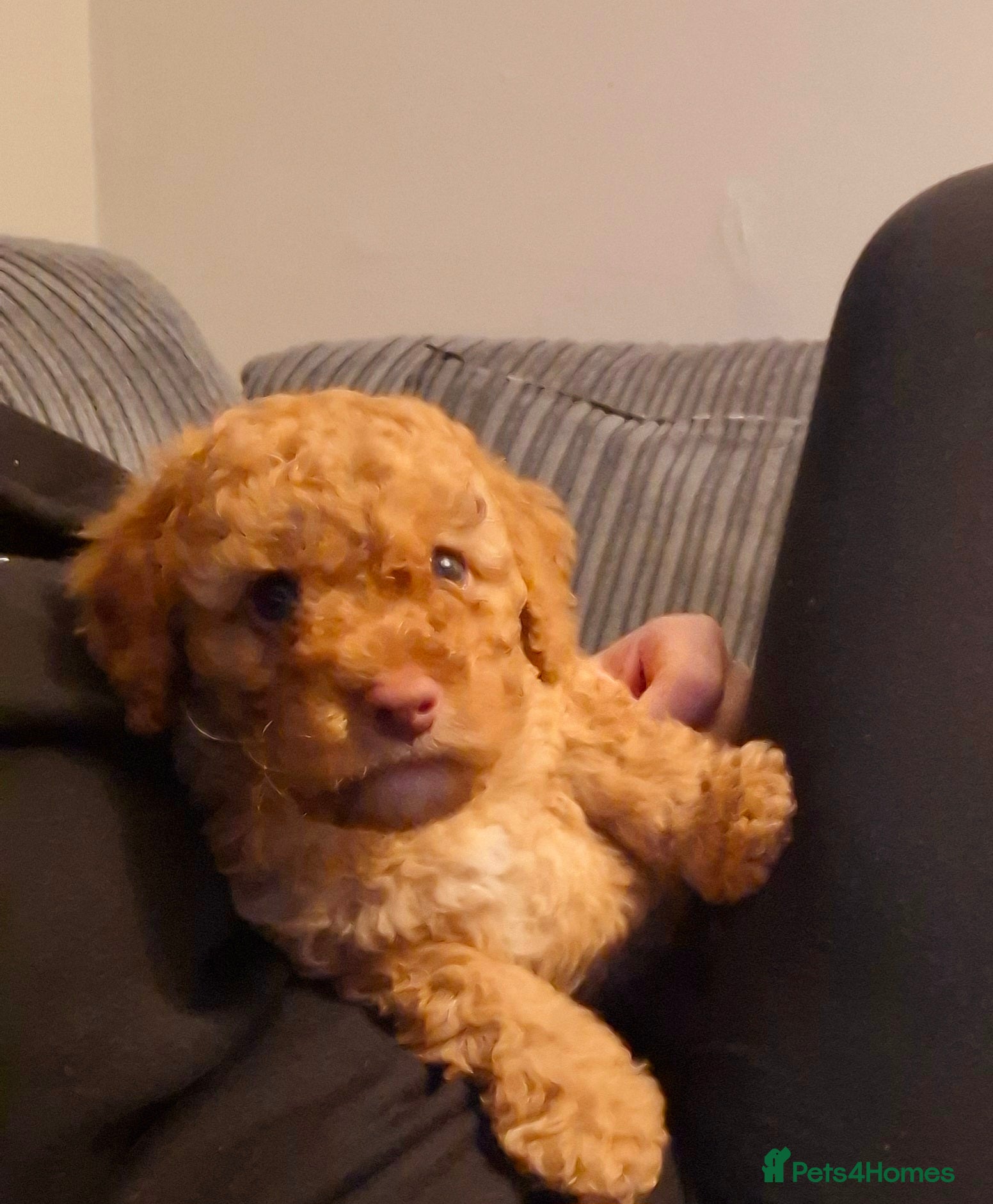 Cockapoo dogs Minature cockapoo  - Advert 5